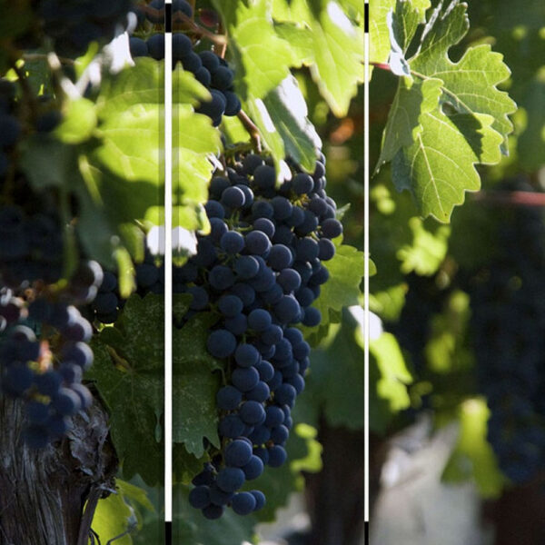 Grape Vine Print Foldable Canvas Screen with 3 Panels, Multicolor