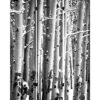 3 Panel Canvas Foldable Screen with Birch Print, Black and White