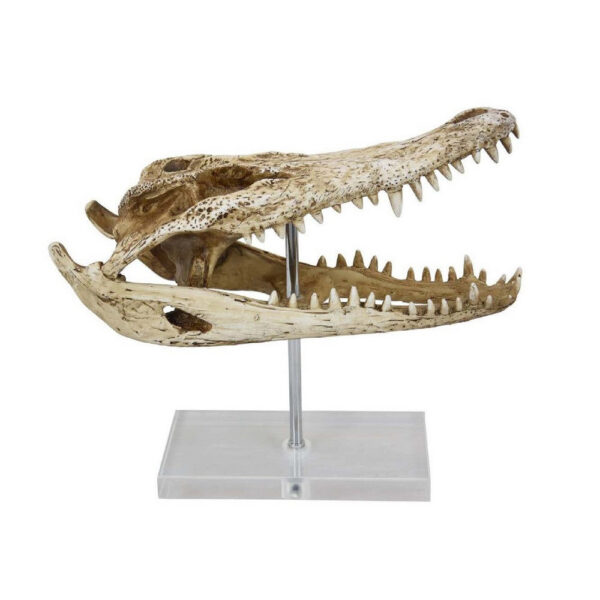Crocodile Head Accent Decor, Bone White, Brown Resin, Acrylic 13 Inch