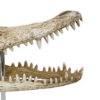 Crocodile Head Accent Decor, Bone White, Brown Resin, Acrylic 13 Inch