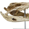 Crocodile Head Accent Decor, Bone White, Brown Resin, Acrylic 13 Inch
