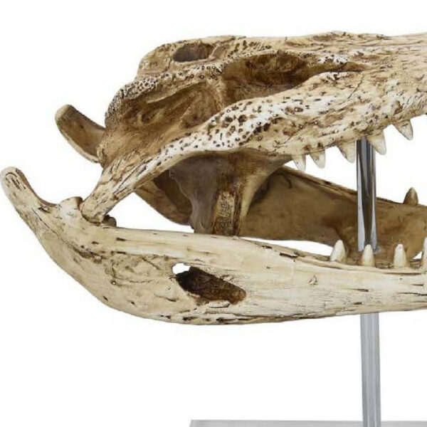 Crocodile Head Accent Decor, Bone White, Brown Resin, Acrylic 13 Inch