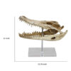 Crocodile Head Accent Decor, Bone White, Brown Resin, Acrylic 13 Inch